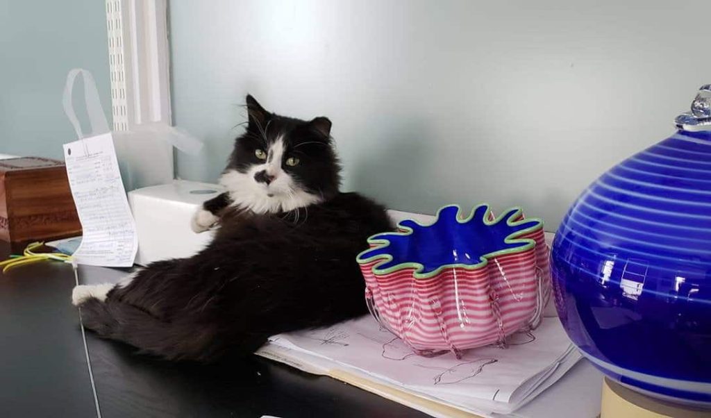 Cat Jack White: Chief Distraction Officer